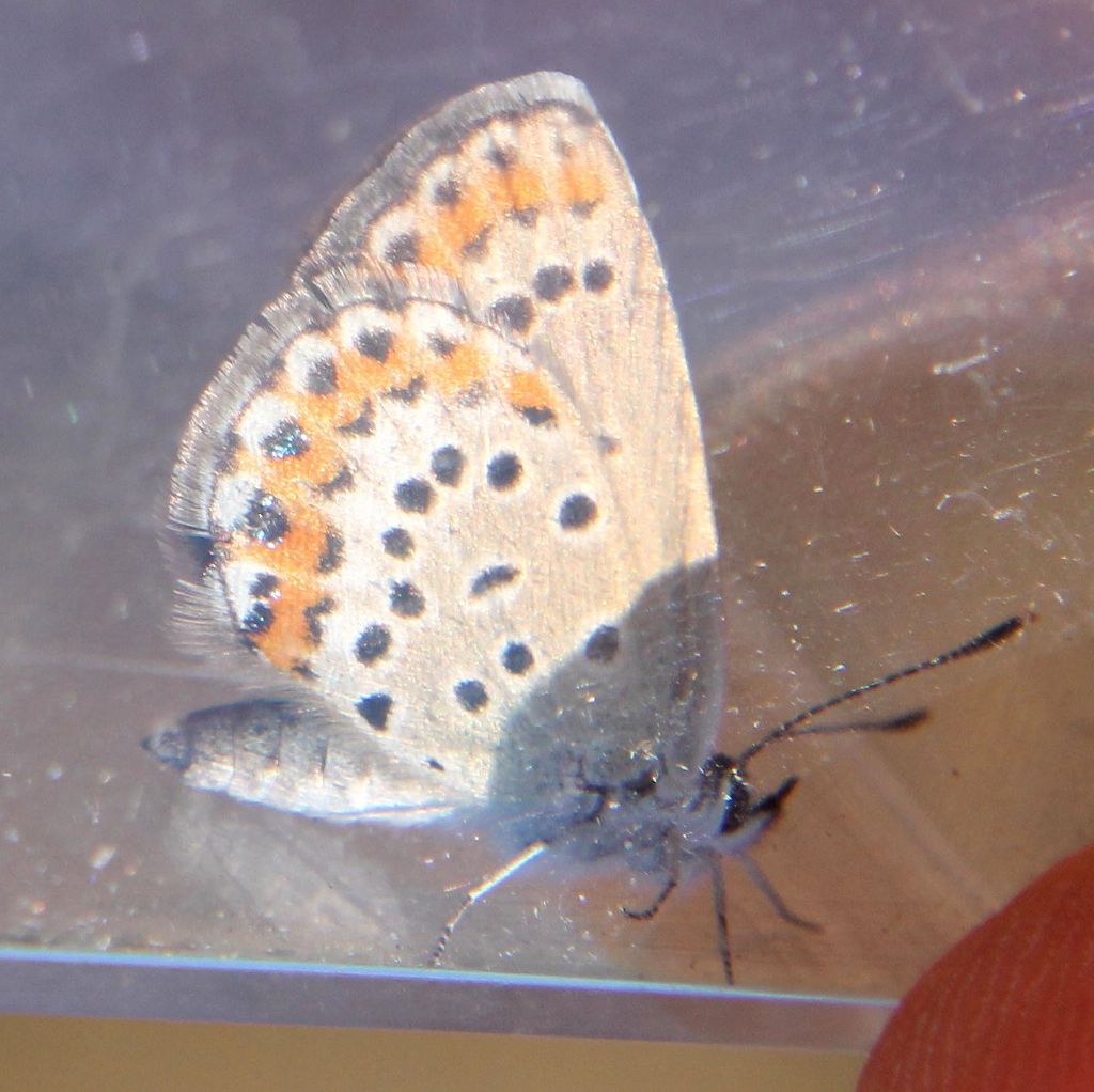 Plebejus argus?